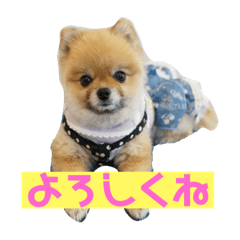 [LINEスタンプ] 犬なのにタマ