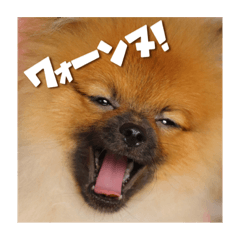 [LINEスタンプ] ハッピーこたちゃん2