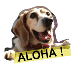 [LINEスタンプ] my dog Skip！ she is lovely beagle ！