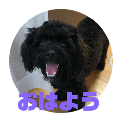 [LINEスタンプ] トイプードルとシーズーのMIX犬エマ