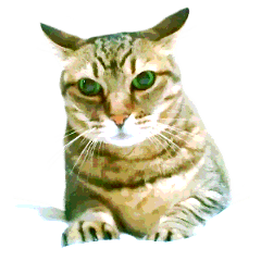 [LINEスタンプ] 高貴なシニア猫スタンプ（写真）の画像（メイン）