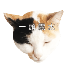 [LINEスタンプ] ミミちゃんという名前の猫（中国語）