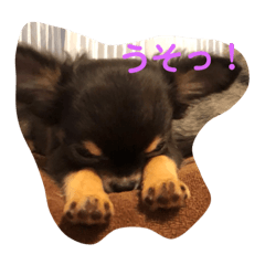 [LINEスタンプ] ブリティッシュ＆チワワ