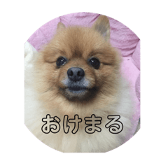 [LINEスタンプ] ポメッツのチャポちゃん
