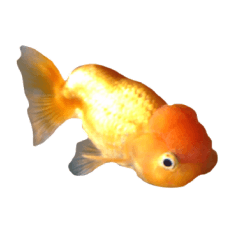 [LINEスタンプ] らんちゅう 金魚 愛しいペット