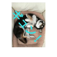 [LINEスタンプ] ぶらっくどっぐだいありー