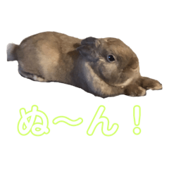 [LINEスタンプ] らびふぁー！