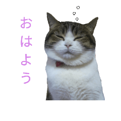 [LINEスタンプ] うちのにゃんこ6