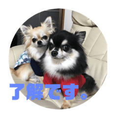 [LINEスタンプ] チワワ 日常会話2