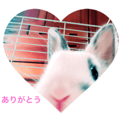 [LINEスタンプ] ごまちゃん。