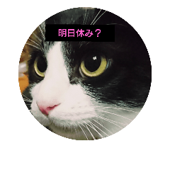 [LINEスタンプ] ニャンとも楽しいキュウ日