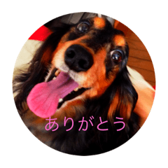 [LINEスタンプ] ダックスとの楽しい生活