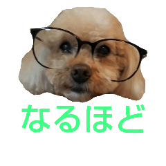 [LINEスタンプ] プードルプ～イ