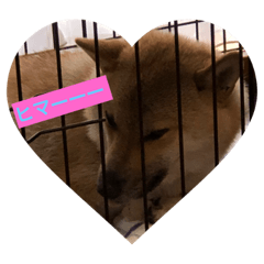 [LINEスタンプ] 柴犬の銀次郎