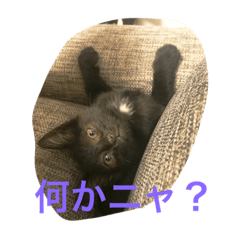 [LINEスタンプ] まめちゃんすたんぷ
