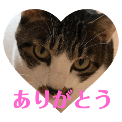 [LINEスタンプ] きじこたち