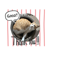 [LINEスタンプ] ganbaru cat