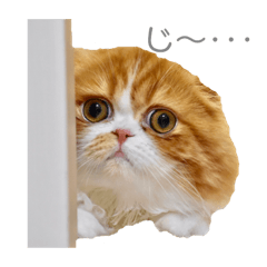 [LINEスタンプ] I am Fluffy Cat 2