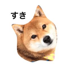 [LINEスタンプ] シバキチ日記(柴犬)