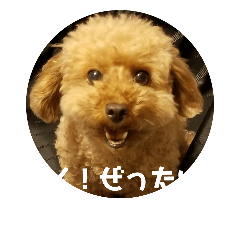 [LINEスタンプ] トイプードル のんのん②