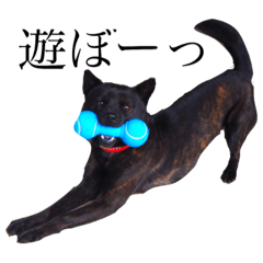 [LINEスタンプ] 甲斐犬しお