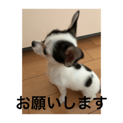 [LINEスタンプ] 犬のピノ3