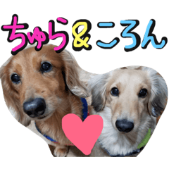 [LINEスタンプ] ちゅら＆ころん