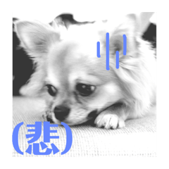 [LINEスタンプ] 犬のキモチ 一文字スタンプ〜喜怒哀楽編〜