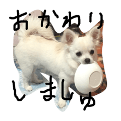 [LINEスタンプ] ましゅたんぐ
