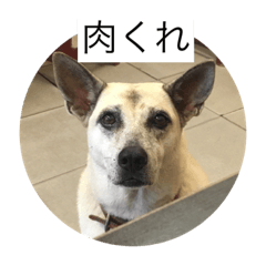 [LINEスタンプ] ゆうゆうちゃんに肉上げよ
