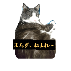 [LINEスタンプ] 秋田弁ニャンコ