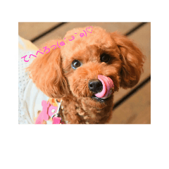 [LINEスタンプ] トイプードル ViVi
