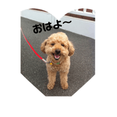 [LINEスタンプ] トイプードル ジダン