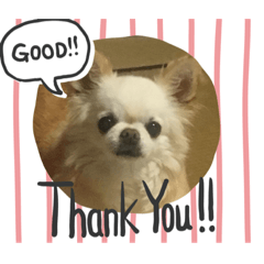 [LINEスタンプ] チワワのミル