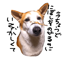 [LINEスタンプ] ゆる犬ふく