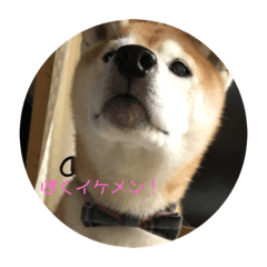 [LINEスタンプ] 柴犬ポチくん _1