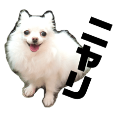 [LINEスタンプ] 白チワワのダムさん