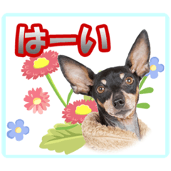 [LINEスタンプ] ミニチュアピンシャーの日常会話