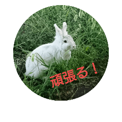 [LINEスタンプ] おさんぽ萌えウサギの画像（メイン）