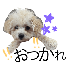 [LINEスタンプ] ジャスミンv3