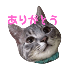 [LINEスタンプ] サバトラのラテ