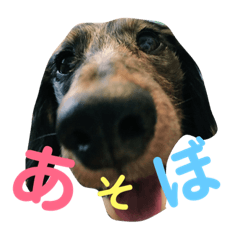 [LINEスタンプ] ミニチュアダックスフンド チップ