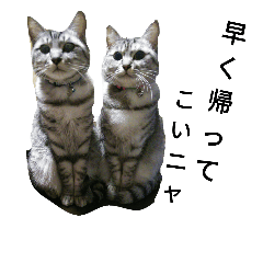 [LINEスタンプ] にゃん子＆しーま＆猫達
