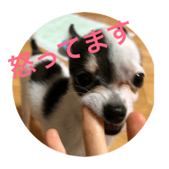 [LINEスタンプ] 犬のピノ2