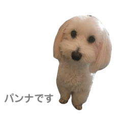 [LINEスタンプ] マルックスのパンナくん。