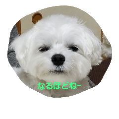 [LINEスタンプ] マルチーズのコロ