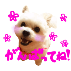 [LINEスタンプ] 仔犬のるるちゃん