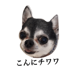 [LINEスタンプ] チワワのちくわです