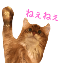 [LINEスタンプ] きららの毎日つかえるスタンプ