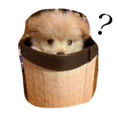 [LINEスタンプ] 犬のもこ
